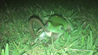 Green Tree Frog Snacks on a Snake