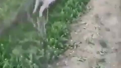 Sheep gets stuck in trench, jumps back in