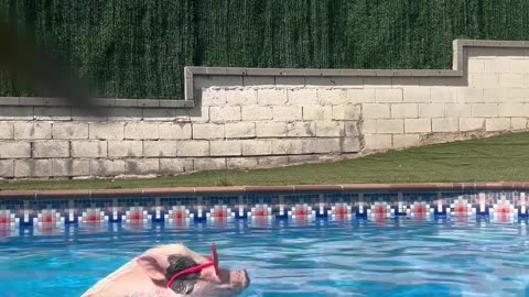 Fabulous Pig Has A Pool Day