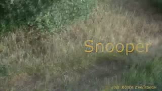2 Snooper the Beagle Dog Chases A Bunny Rabbit