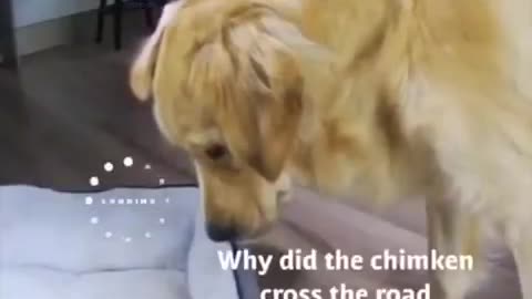 golden retriever is doing a drowsy