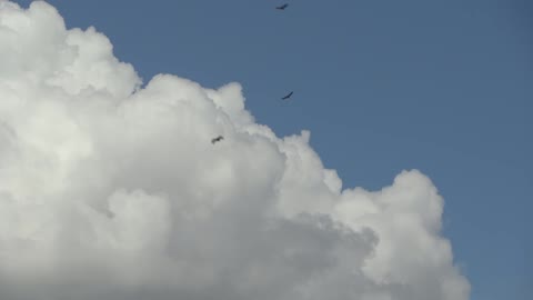 Free Birds Flying Circling in the Sky Video 2021.