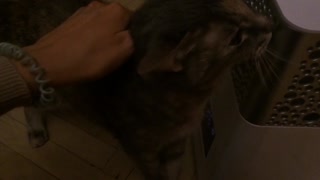 Cat makes funny sounds while cuddling