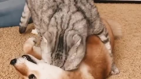 Cat wants to kiss dog