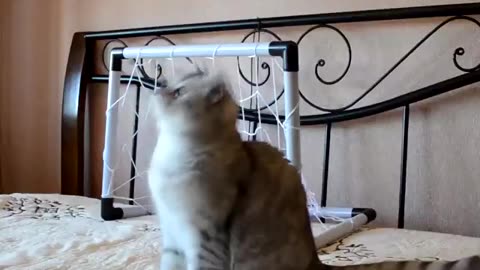 31 Cute Cats | Funny Cat Video