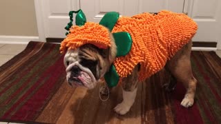 Bulldog can't stand his Halloween outfit
