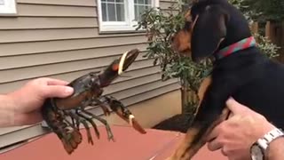 Black puppy being held up by owner doesnt like lobster slaps it away