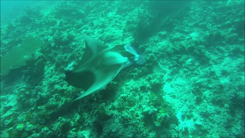 Maldives Short Snorkeling video Part 27