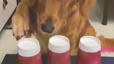 Funniest Cats and Dogs - Best Of The 2022 Funny Animals Videos 🐱🐶 #1