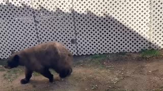 Pair of Bears Play at the Pool