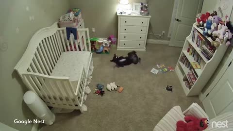 Secret nursery camera records the dog dancing and slipping into the baby's chamber with glee.