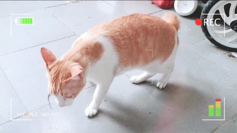 Orange Cat Playing With Mouse After Catching It 2 | Viral Cat