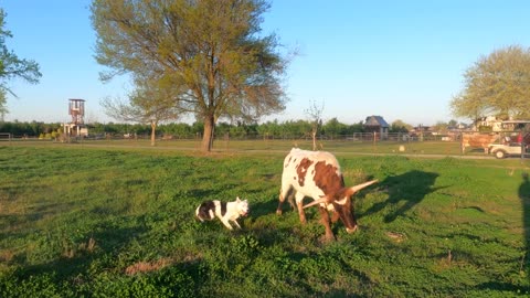 Jazz & Patch pups on goats