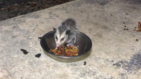 Mau the Cat Shares Food with Orphaned Baby Possum