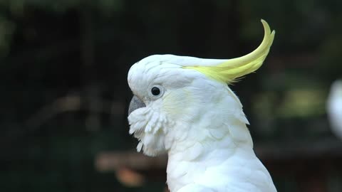 Close up of a Cockatoo head -With great music