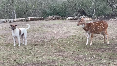 Rescue Deer And Dog Love To Play Together
