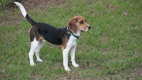 Otis the Howlin' Beagle..
