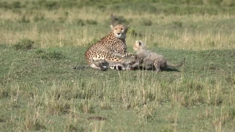 Small cheetah cubs want to play with mom