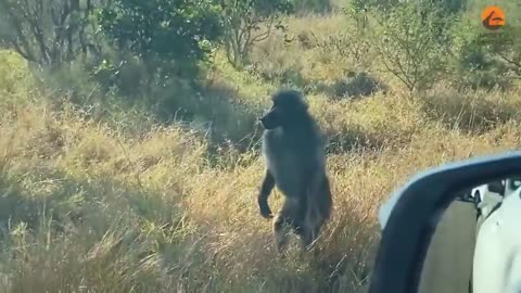 Leopard thought he could eat a baboon in front of his whole troop 😳