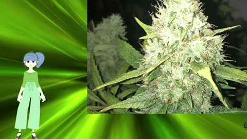 Auto Lemonade OG – Real Gorilla Seeds