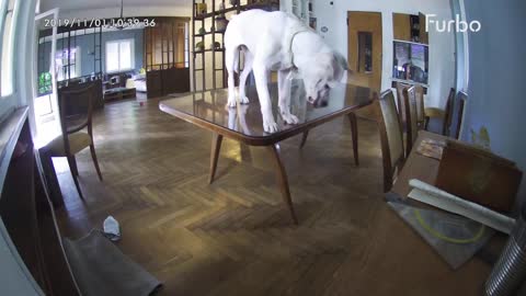 Glass table shattered under dog while home alone # Furbo Dog Camera