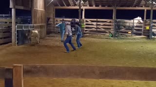 Ever tried roping a cow