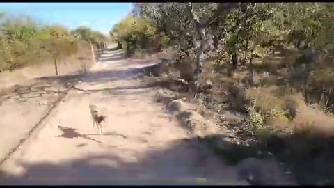 Look how fast our wild dogs run!