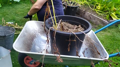 Container Potato Harvest, Bucket Potato Reveal No.3