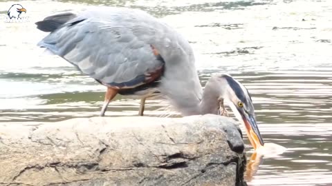 Animal Fight - 30 Unbelievable Moments Shoe-Billed Storks Hunt And Devour Their Prey