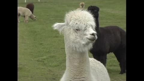 Alpaca standing right in front