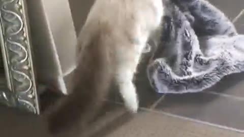 Funny cat videosss