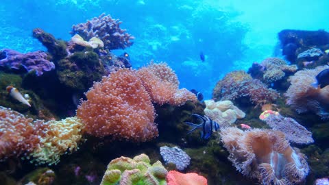 Marine Life Of Fishes And Corals Underwater,