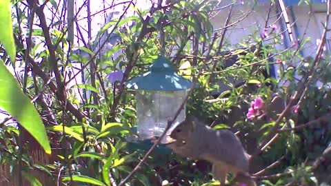 Mr. Squirly eats lunch