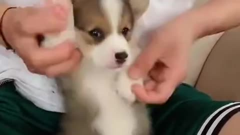 Very Cute Dog SO Adorable