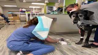 Vet Tech Combats Doggy Drool with Puppy Pad