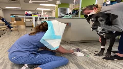 Vet Tech Combats Doggy Drool with Puppy Pad