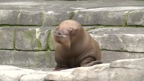 German zoo shows off walrus calf