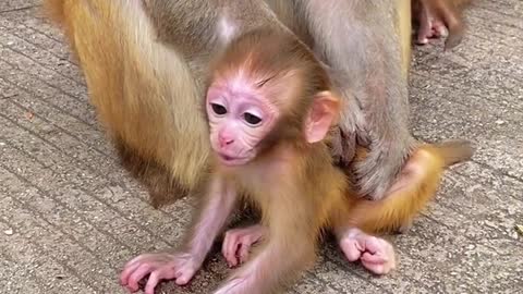 Baby monkey cute animals 31