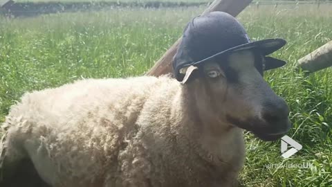 Sheep donning a cap