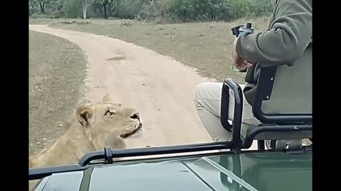 Scary Close Encounter With a Male Lion 😱😱😱