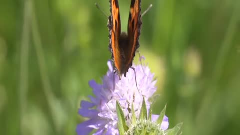 Butterfly | Nature of the World