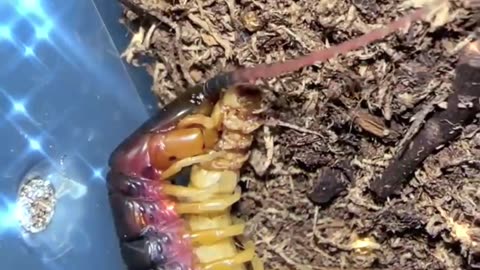 Centipedes Care Guide in Under A Minute