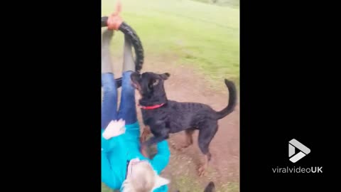 Dog over excited by woman on swing