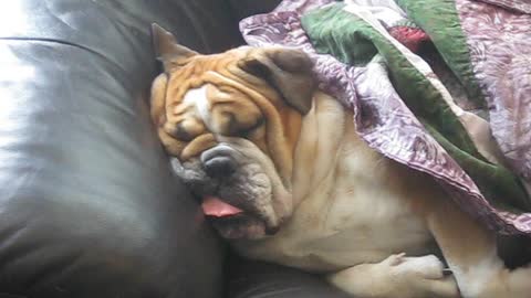 Bulldog Makes Funny Face While Sleeping And Snoring