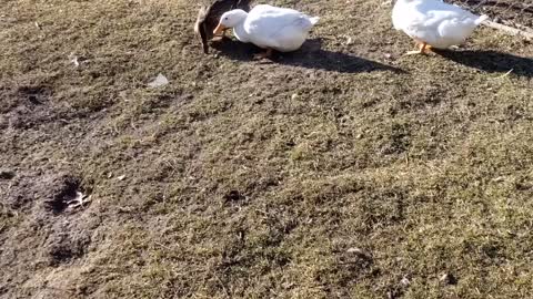 Ducks roaming around
