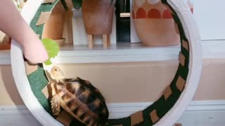 Tortoise Motivated By Treats To Use Hamster Wheel