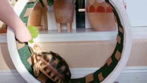 Tortoise Motivated By Treats To Use Hamster Wheel