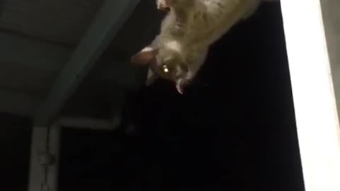 Possum Shows Puppy That He Is The King In This Hood