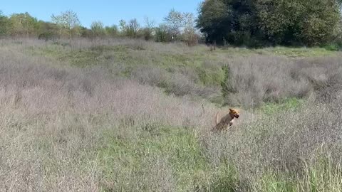 Aggressive Coyote Charges Lab