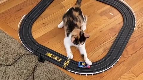 Crazy Cat Chases Toy Car In Circles